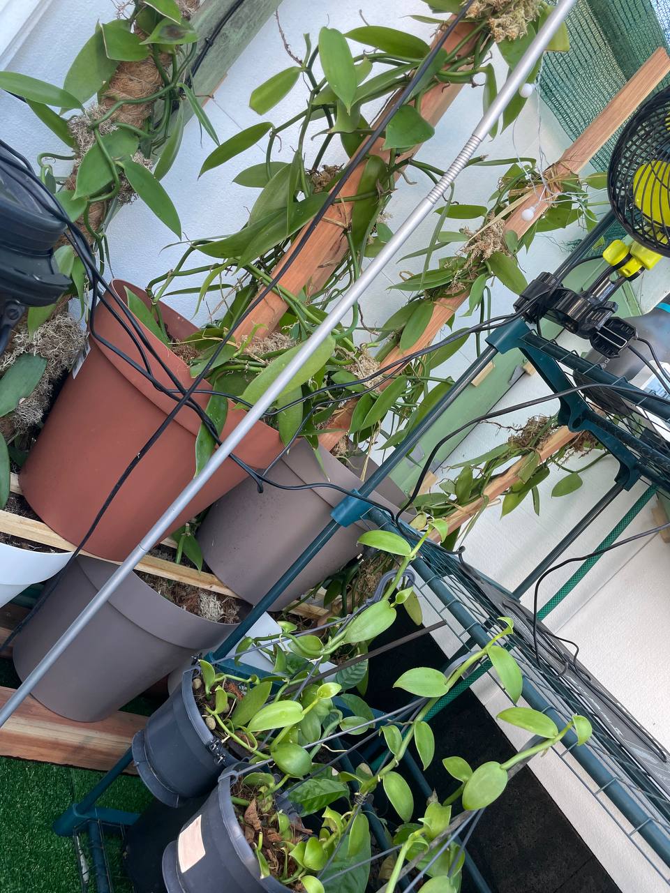 Greenhouse interior 1