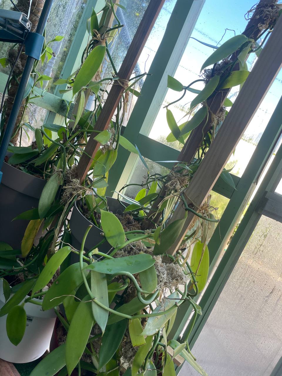 Greenhouse interior 2