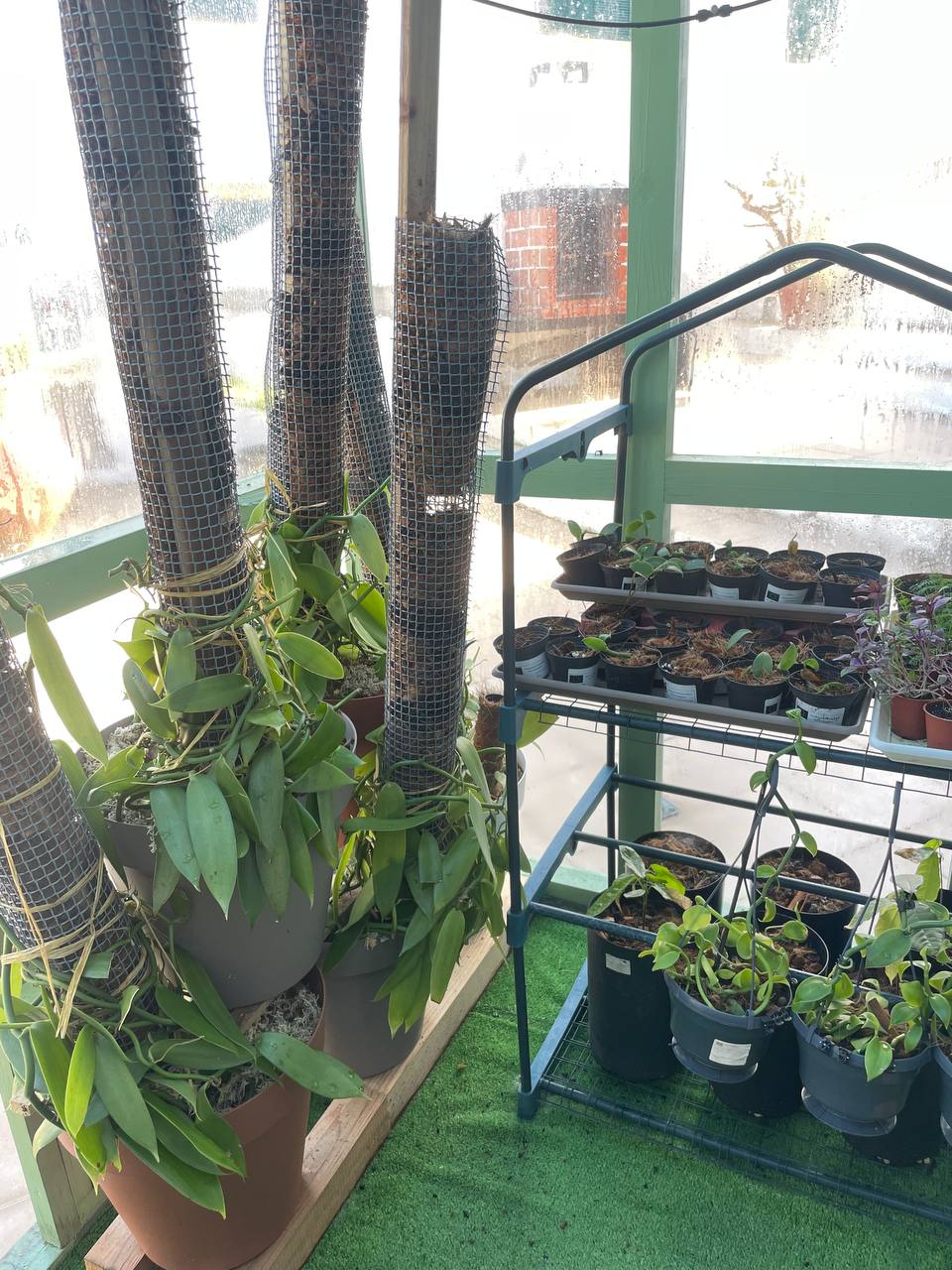 Greenhouse interior 3
